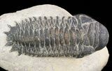 Bargain, Crotalocephalina Trilobite #47370-3